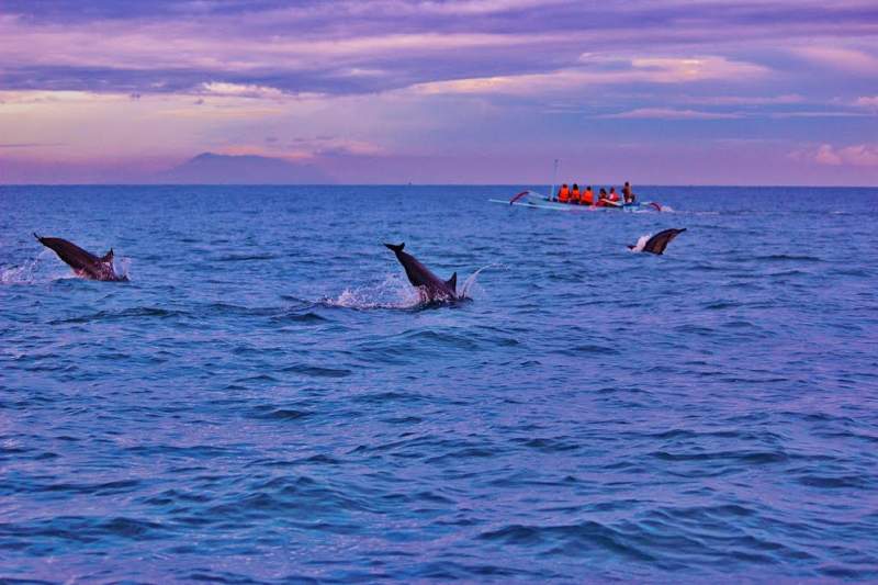 Dolphin Tour Bali - 4 days designed by Lufthansa City Center Travels & Rentals