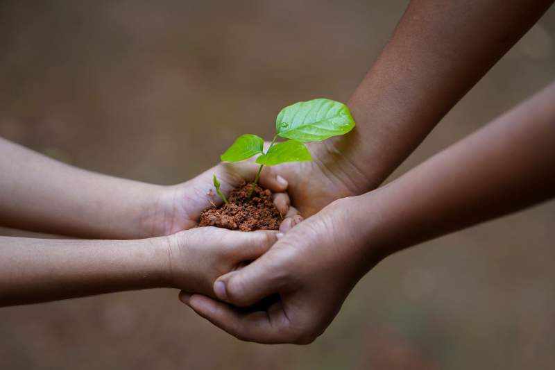 social responsibility - plant in hands
