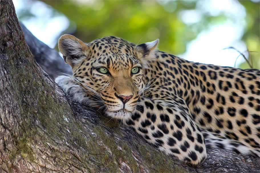 New Leopard reserves in Jaipur