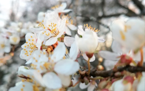 Apricot Blossom Festival tours by Lufthansa City Center Travels & Rentals