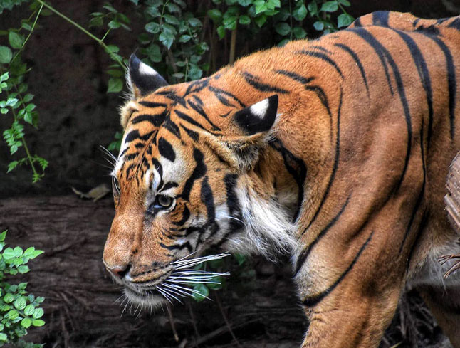 Karnataka tiger safari zone