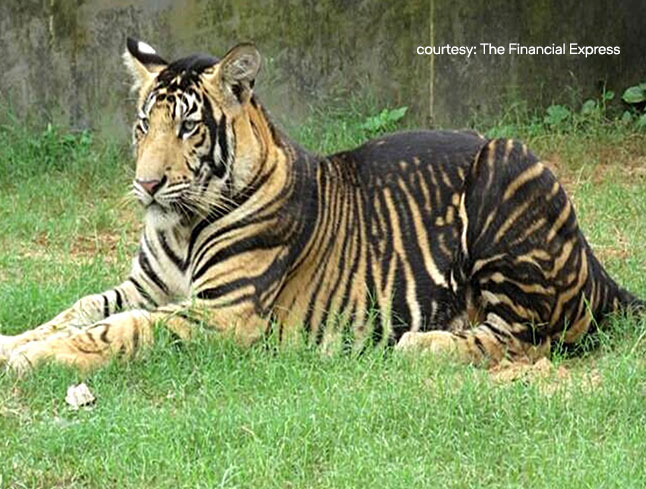 Travel news March 2024 Melanistic Tiger safari